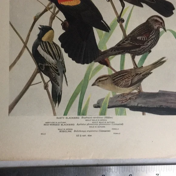 Antique 1913 Blackbird Original Print black bird - Picture 8 of 16